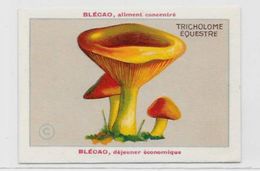 Chromo Champignon Mushroom 9,5 X 6,5 Texte Explicatif Au Dos Publicité Blécao - Other & Unclassified