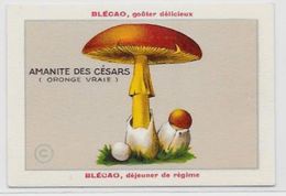 Chromo Champignon Mushroom 9,5 X 6,5 Texte Explicatif Au Dos Publicité Blécao - Other & Unclassified