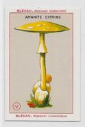 Chromo Champignon Mushroom 9,5 X 6,5 Texte Explicatif Au Dos Publicité Blécao - Other & Unclassified