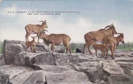 New York City Zoological Park Barbary Wild Sheep Family On Mountain Sheep Hill - Bronx