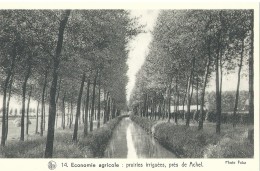 Les Paysages Belges  3e Série La Campine Nels - Thill 14 Economie Agricole : Prairies Irriguées, Près De Achel - Verzamelingen & Kavels