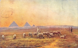 EGYPTE  PASTURING NEAR THE PYRAMIDS  CARTE DESSINEE  ILLUSTRATEUR  TROUPEAU DE MOUTONS - Pyramiden