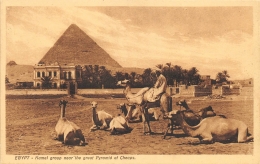 EGYPTE   KAMEL GROUP NEAR THE GREAT PYRAMID OF CHEOPS - Pyramides
