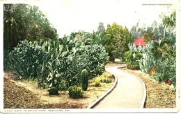 CACTI - IN SMILEY PARK, REDLANDS CALIFORNIA - OLD - Cactus