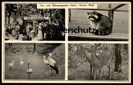 ALTE POSTKARTE HAMM TIER- & PFLANZENGARTEN-VEREIN ZOO REH DEER CHEVREUIL WASCHBÄR STORCH Stork Coon Beflaggung - Hamm