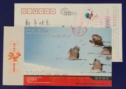 Swan Goose Bird,China 2005 Wulumuqi Post New Year Greeting Pre-stamped Card - Oies