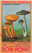 Chromo Champignon Mushroom 8 X 5 Texte Explicatif Au Dos Bon Point PERNOT - Other & Unclassified