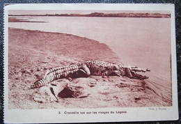 Afrique  Crocodile Tue Logone Chasse Cpa - Jagd