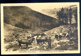 Cpa  Du 05 Orcières Vaches Au Pâturage De La Combasse  SEP17-42 - Orcieres