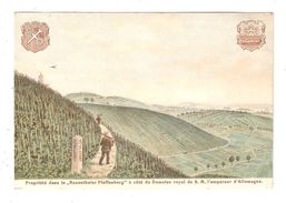 CPA  Lithographie Rauenthal, Weinberg "Josef Falck" Im "Rauenthaler Pfaffenberg" Mayence / Rhin - Vignes