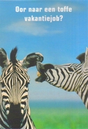 Carte Postale - Konvert Interim (zèbres) - Zebra's