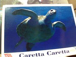 TARTARUGA TARTLE CARRETTA CARRETTA Ed TURCHIA   N1990 GH16942 - Schildkröten
