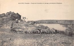 85-ILE-D'YEU- TROUPEAU DE MOUTONS AU PACAGE, PRES LA PIERRE BRANLANTE - Ile D'Yeu