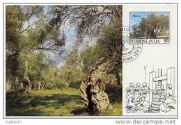 YUGOSLAVIA 1984 Old Olive Tree On Maximum Card.  Michel 2065 - Tarjetas – Máxima