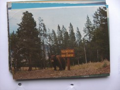 America USA WY Yellowstone Park With Bear - Yellowstone