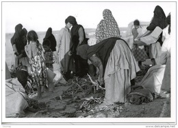 Sahara Occidental : 1779/12 Camp Réfugiés Corvée De Bois Mai 76  (J'réfia Sahraouis Gonfreville 76) Photo Bloncourt - Sahara Occidental