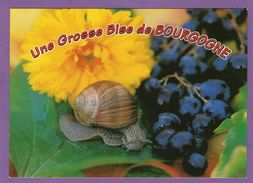 Une Grosse Bise De BOURGOGNE - Bourgogne