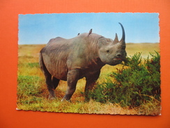 RINOCERONTE NERO-Africa.BLACK RHINOCEROS - Rhinoceros