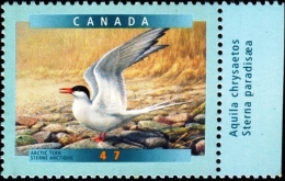 MARINE BIRDS-ARCTIC TERN-CANADA-VARIETIES-ERROR-MNH-J4-06 - Albatros