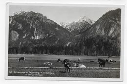 (RECTO / VERSO) SCHWANSEE - N° 563 - H. STRAUSBERG - VACHES - BEAU CACHET - FORMAT CPA VOYAGEE - Strausberg