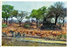 RSA  SOUTH AFRICA  Kruger National Park  Zebra And Impala - Zebra's