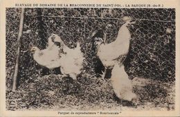 CPA Coq Poule Non Circulé La Barque Bouches Du Rhône - Autres & Non Classés