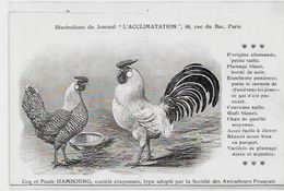 CPA Coq Poule Non Circulé Races - Altri & Non Classificati