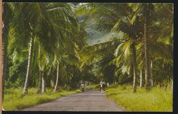 °°° 9436 - ANTIGUA - FIG TREE DRIVE - 1971 With Stamps °°° - Antigua En Barbuda