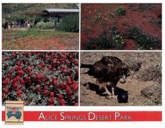 (225) Australia (with Australian Stamps At Bck Of Card) NT - Alice Springs Desert Park (eagle Bird) - Alice Springs