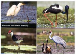 (225) Australia (with Australian Stamps At Bck Of Card) NT - Kakadu (water Eagle) - Alice Springs