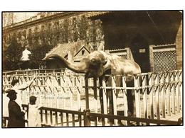 2181 TARJETAS POSTALES. <B>BARCELONA. </B>El Elefante Del Parque. (FOTO). (N/C). - Autres & Non Classés