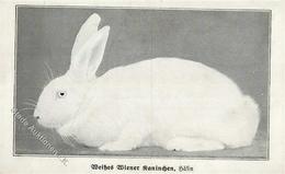 Tiere Weißes Wiener Kaninchen Ansichtskarte I-II (Stauchung) - Altri & Non Classificati