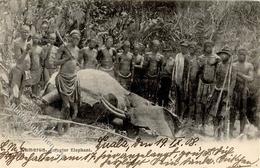 Kolonien Kamerun Duala Erlegter Elephant I-II Colonies - Zonder Classificatie