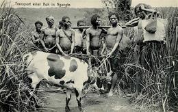 Kolonien Kamerun Ngangte Transport Einer Kuh I-II Colonies - Zonder Classificatie