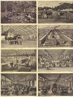 Kolonien Kamerun Westafrikanische Pflanzengesellschaft Viktoria Komplette Serie Von 15 Ansichtskarten I-II Colonies - Zonder Classificatie