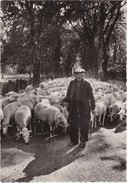 VALLERAUGE - MONT AIGOUAL - Berger Cévenol Avec Son Troupeau - CPSM GF TBE - Valleraugue