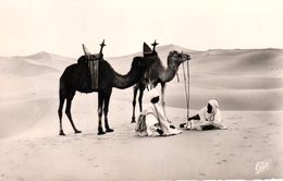 ALGERIE - EL OUED - LA HALTE AU DESERT - El-Oued