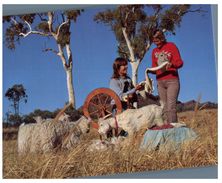 (300) Australia - NT - Mohair Sheep Farm Near Alice Springs - Alice Springs