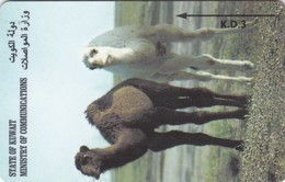 Kuwait, 32KWTA, Young Camels, 2 Scans. - Koeweit