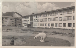 Autriche - Fontaine OUrs Pingoins - Foto Max Mayer Leoben - Leoben