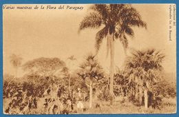 VARIAS MUESTRAS DE LA FLORA DEL PARAGUAY 1933 - Paraguay