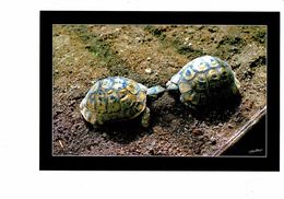 Cpm Photo - Tortue - 2 Tortues - Turtle - - Turtles