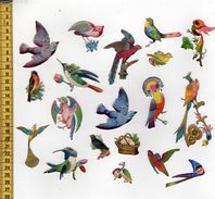 CHROMOS DECOUPIS A14 OISEAUX - Animales