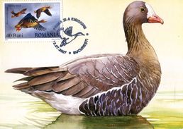 ROMANIA 2007 MAX.CARD With DUCK. - Oies