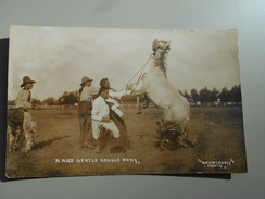 ETATS-UNIS WY WYOMING A NICE GENTLE SADDLE PONY  PHOTO DOUBLEDAY FOUNDED IN 1897 RODEO BULLRIDER - Altri & Non Classificati