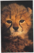 Cheetah  - Cub - (IFAW Postcard, England) - Tijgers