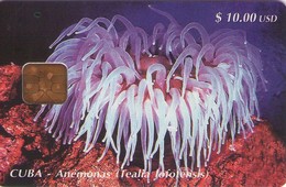 CUBA. Sea Anemone 1 (Tealia Lofotensis). 1998-07. 40000 Ex. CU-018. (374) - Cuba