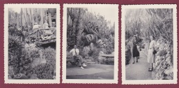 281017 - 3 PHOTOS 1950 - MONACO Le Jardin Exotique Cactus - Exotic Garden