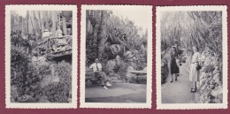 281017 - 3 PHOTOS 1950 - MONACO Le Jardin Exotique Cactus - Exotische Tuin