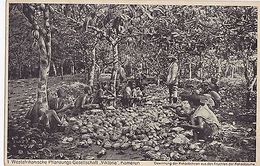 K 364 -Nr. 1 -Kamerun, Westafrikanische Pflanzungsgesellschaft Viktoria, Kakao - Ehemalige Dt. Kolonien